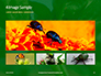Firebug Pyrrhocoris Apterus on Green Twig Presentation slide 13