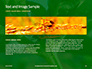 Firebug Pyrrhocoris Apterus on Green Twig Presentation slide 14