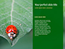 Firebug Pyrrhocoris Apterus on Green Twig Presentation slide 9