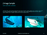 Hammerhead Shark in Deep Water Presentation slide 11