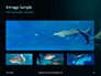 Hammerhead Shark in Deep Water Presentation slide 13