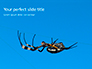 Big Garden Spider on Cobweb Presentation slide 1