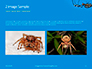 Big Garden Spider on Cobweb Presentation slide 11