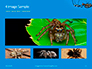 Big Garden Spider on Cobweb Presentation slide 13