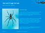 Big Garden Spider on Cobweb Presentation slide 15