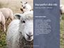 Female Sheep with Lamb Presentation slide 9