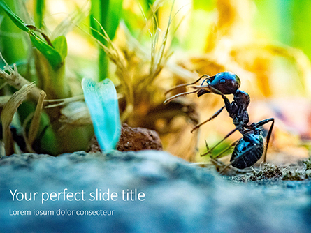 A Busy Small Ant Presentation Presentation Template, Master Slide
