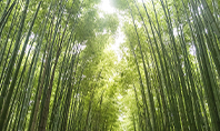 Green Bamboo Trees Presentation Presentation Template