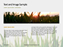 Close Up of Fresh Thick Grass Presentation slide 14