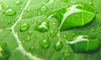 Green Leaf with Drops of Water Presentation Presentation Template