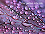 Water Drops on Purple Leaf Presentation slide 1
