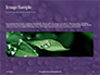 Water Drops on Purple Leaf Presentation slide 10