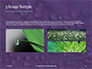 Water Drops on Purple Leaf Presentation slide 12