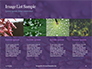 Water Drops on Purple Leaf Presentation slide 16