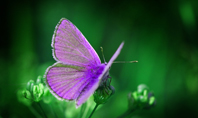 Purple Butterfly on Green Plant Presentation Presentation Template