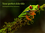 Tropical Red-eyed Tree Frog Presentation slide 1