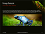 Tropical Red-eyed Tree Frog Presentation slide 10