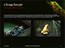 Tropical Red-eyed Tree Frog Presentation slide 11