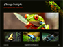 Tropical Red-eyed Tree Frog Presentation slide 13