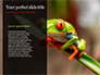 Tropical Red-eyed Tree Frog Presentation slide 9