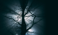 Spooky Night Shot of Tree in Fog Backlit by Streetlight Presentation Presentation Template