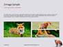 Red Fox in Winter Presentation slide 12