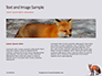 Red Fox in Winter Presentation slide 14