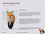 Red Fox in Winter Presentation slide 15