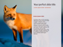 Red Fox in Winter Presentation slide 9