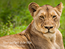 Portrait of Lioness on Grass Presentation slide 1
