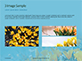 Yellow Petaled Flowers Presentation slide 12