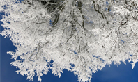 Tree Covered in Snow and Frost Presentation Presentation Template