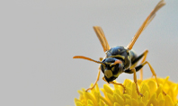 Wasp on a Yellow Flower Presentation Presentation Template