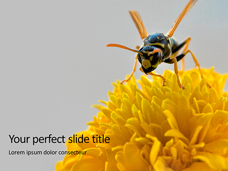 Wasp on a Yellow Flower Presentation Presentation Template, Master Slide