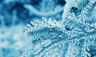 Pine Branches Covered with Hoarfrost and Snow Presentation Presentation Template