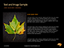 Yellow Wet Leaf on Asphalt Presentation slide 15
