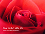 Beautiful Red Rose Close Up Presentation slide 1