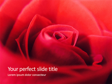 Beautiful Red Rose Close Up Presentation Presentation Template, Master Slide
