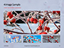 Frosted Hawthorn Berries in the Garden Presentation slide 13
