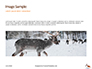 Deer in the Winter Field Presentation slide 10