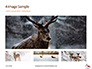 Deer in the Winter Field Presentation slide 13