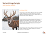 Deer in the Winter Field Presentation slide 15