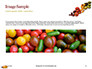 Variety of Ripe Fresh Organic Gardening Tomatoes Presentation slide 10