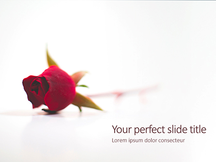 Beautiful Red Rose Flower Isolated on White Background Presentation Presentation Template, Master Slide
