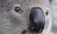 Close-up Portrait of Koala Bear Presentation Presentation Template