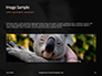 Close-up Portrait of Koala Bear Presentation slide 10