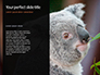 Close-up Portrait of Koala Bear Presentation slide 9