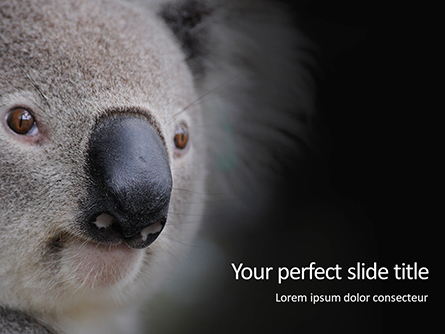 Close-up Portrait of Koala Bear Presentation Presentation Template, Master Slide