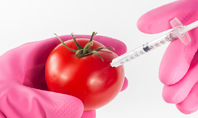 GMO Scientist Injecting Liquid from Syringe into Tomato Presentation Presentation Template