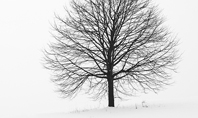 Alone Tree on a Winter Field Presentation Presentation Template
